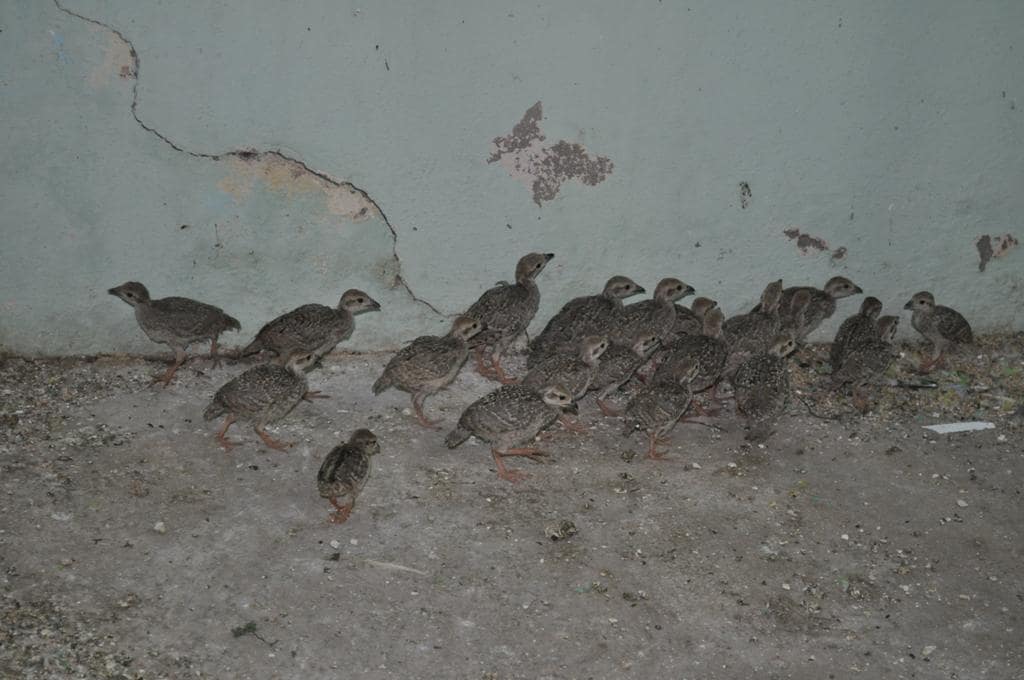 ساعت نور پرورش کبک