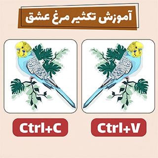 اصول جفت گیری مرغ عشق برای نتیجه گیری بهتر در جوجه کشی