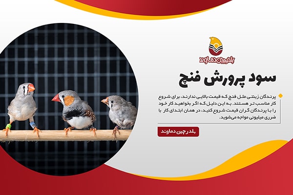 سود پرورش فنچ