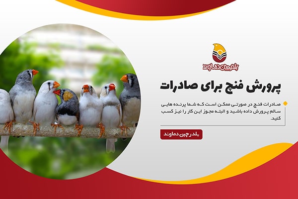 صادرات فنچ