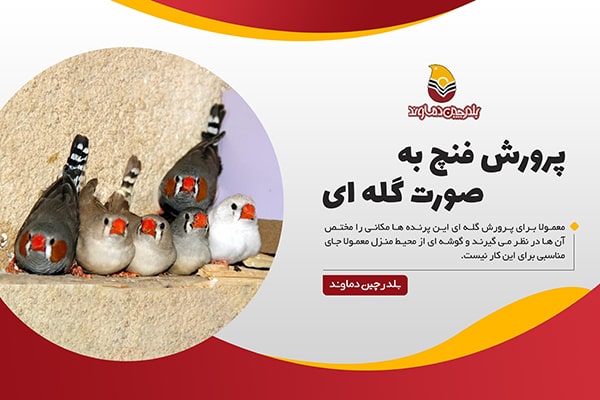 پرورش فنچ به صورت گله ای