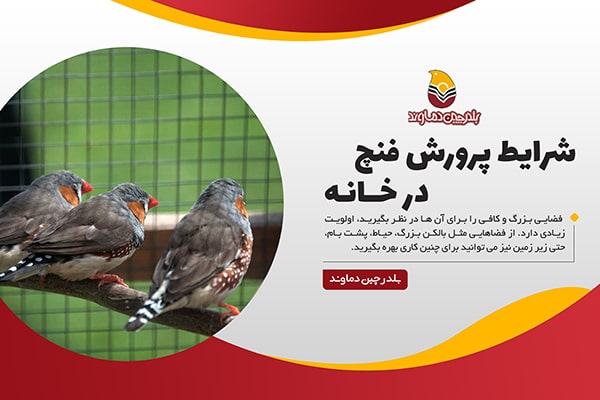 پرورش فنچ در خانه