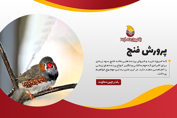 پرورش فنچ
