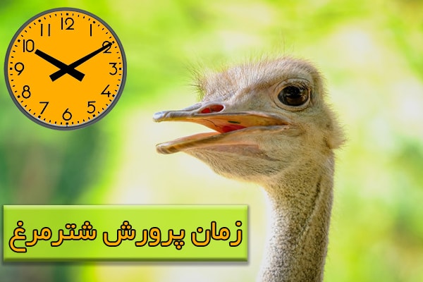 مدت زمان پرورش شترمرغ