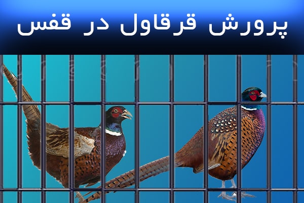 پرورش قرقاول در قفس