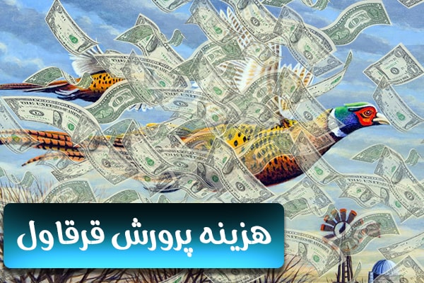 هزینه پرورش قرقاول