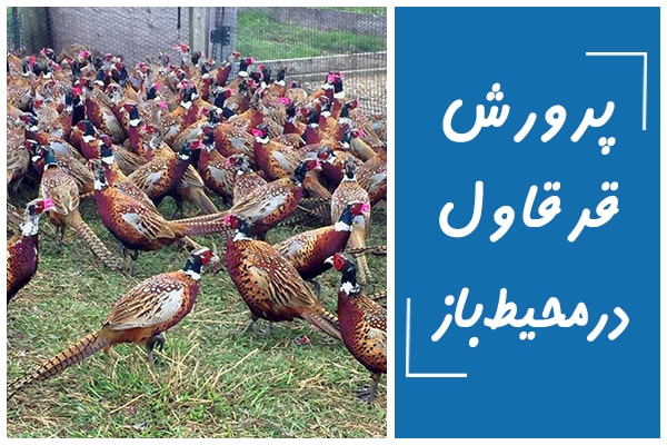 پرورش قرقاول در فضای باز