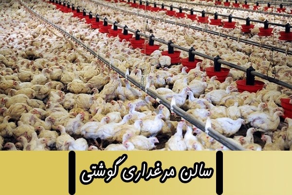 سالن مرغداری گوشتی