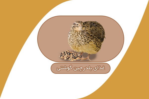 دان بلدرچین گوشتی
