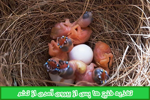 تغذیه جوجه فنچ ها