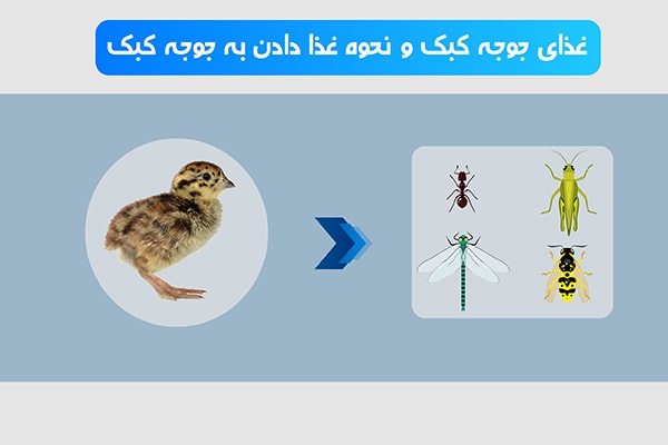 غذای جوجه کبک