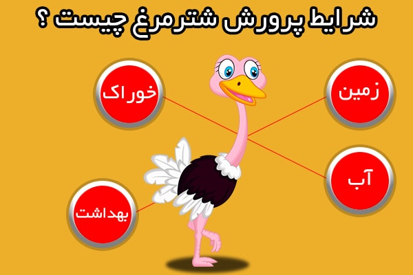 شرایط پرورش شترمرغ