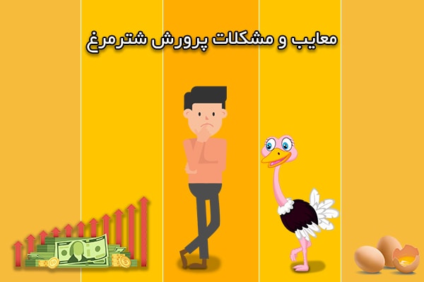مزایا و معایب پرورش شترمرغ