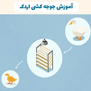 آموزش جوجه کشی اردک