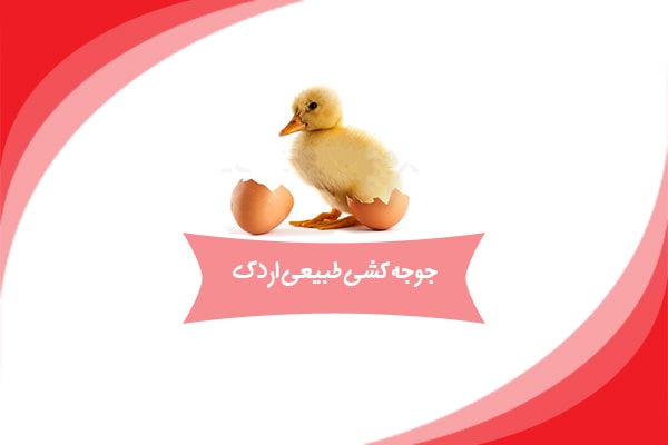 جوجه کشی طبیعی اردک