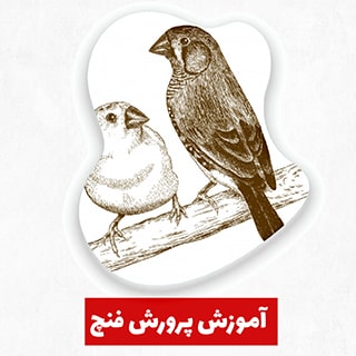 آموزش پرورش و نگهداری فنچ