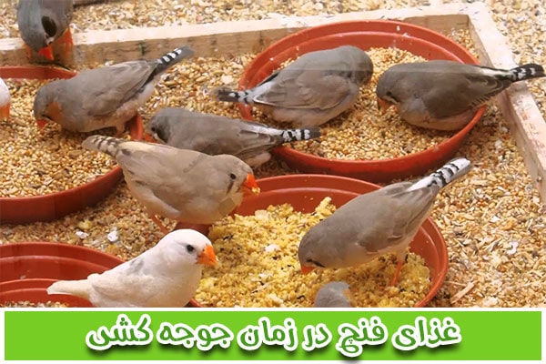 غذای فنچ