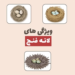ویژگی های لانه فنچ