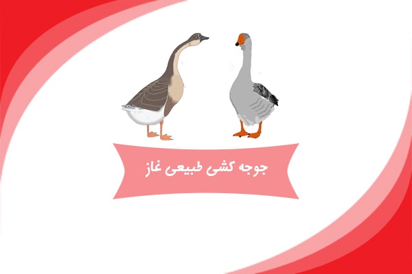 جوجه کشی طبیعی غاز