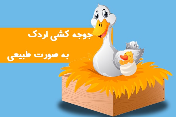 جوجه کشی اردک به صورت طبیعی