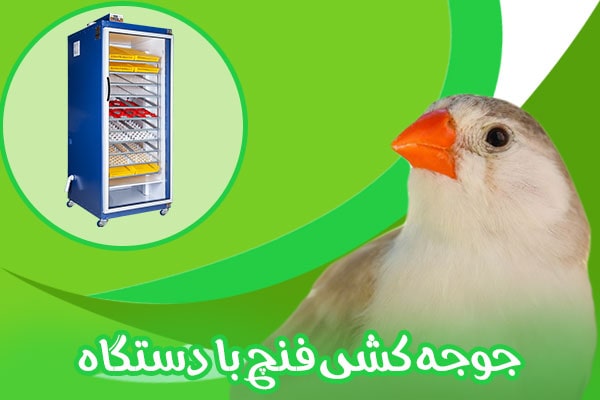 جوجه کشی فنچ با دستگاه جوجه کشی