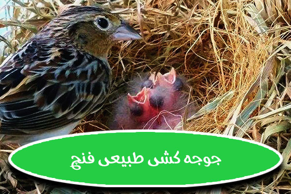 جوجه کشی طبیعی فنچ