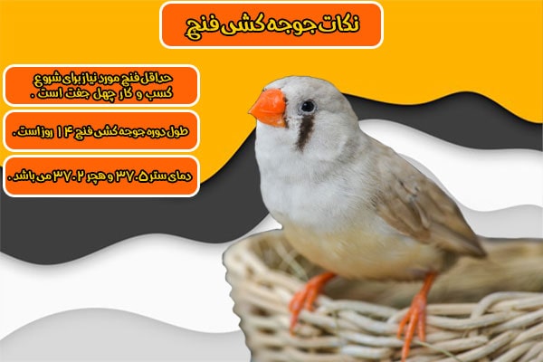 نکات جوجه کشی فنچ
