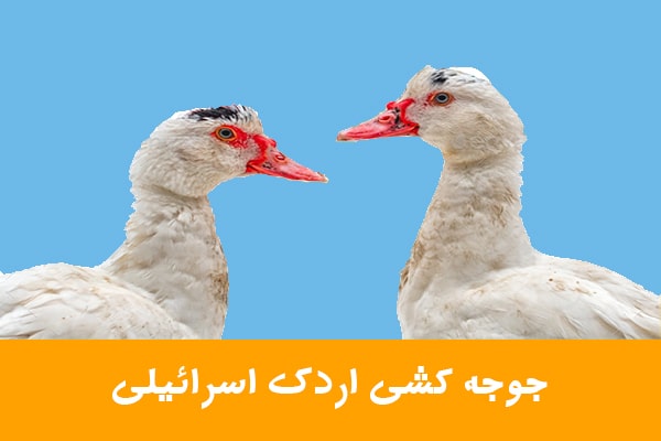 جوجه کشی اردک اسرائیلی