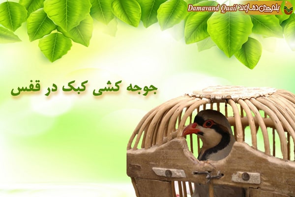 جوجه کشی کبک در قفس