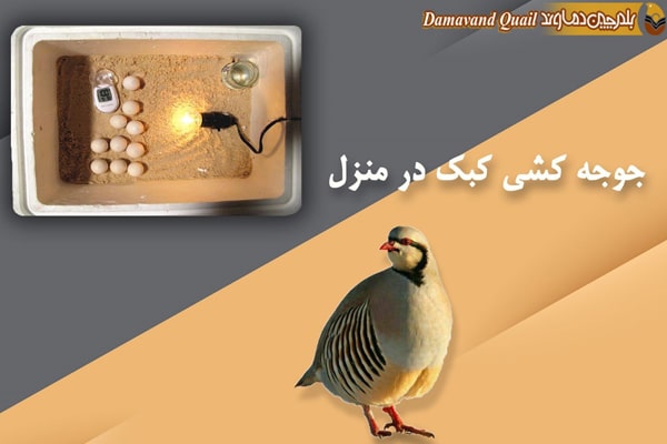 جوجه کشی کبک در خانه با دستگاه جوجه کشی خانگی