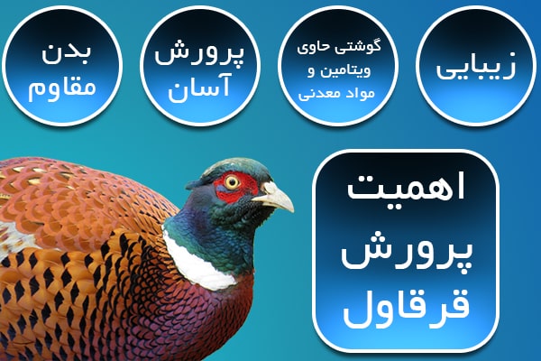 اهمیت پرورش قرقاول