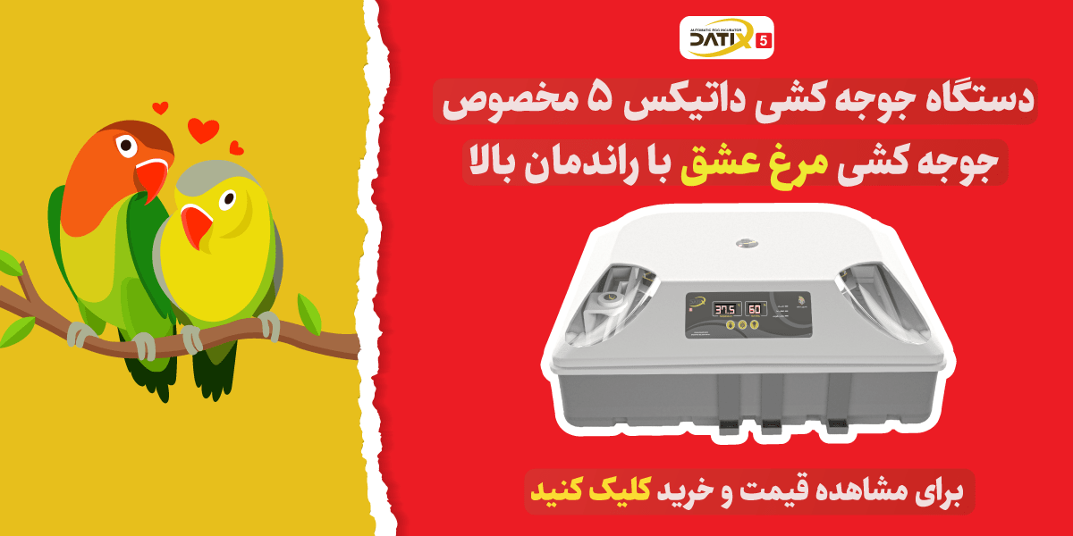 جوجه کشی مرغ عشق با دستگاه جوجه کشی داتیکس 5