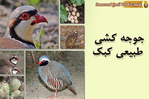 جوجه کشی کبک به صورت طبیعی