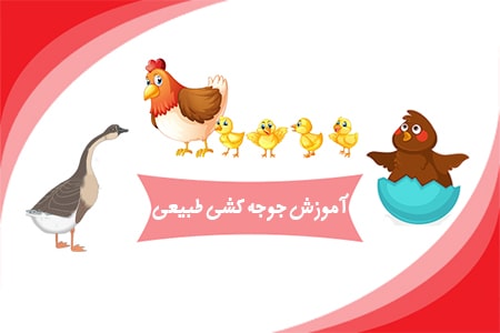 جوجه کشی طبیعی پرندگان مختلف
