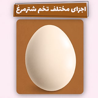 تخم شترمرغ و هر آنچه درباره ی اجزای آن باید بدانید