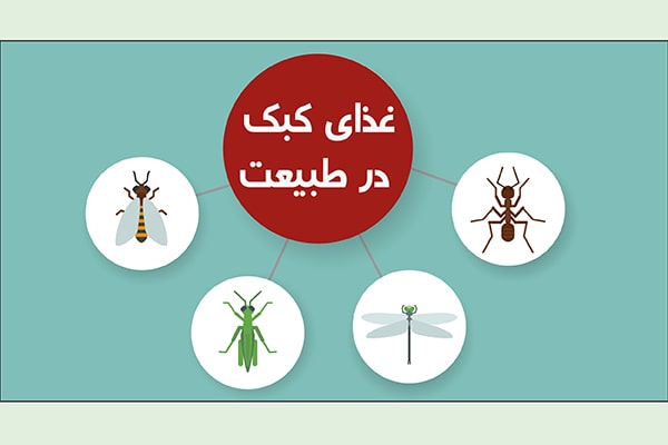 غذای کبک در طبیعت