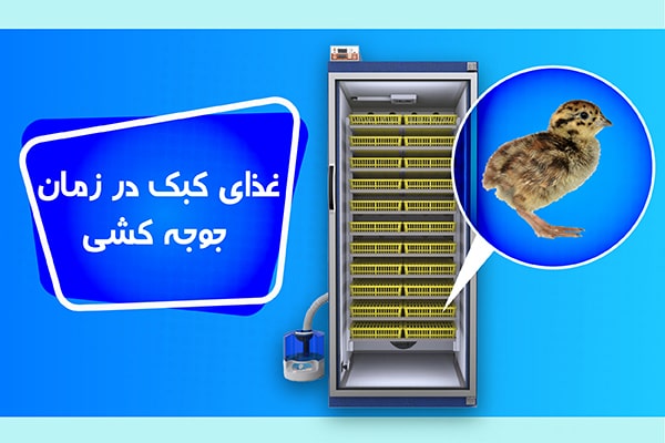 غذای کبک در زمان جوجه کشی