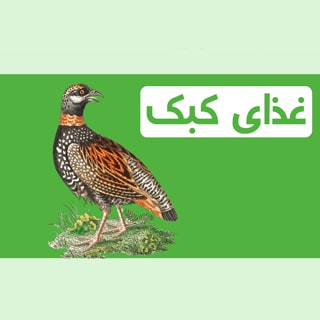 غذای کبک چیست؟