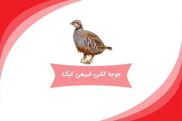 جوجه کشی طبیعی کبک