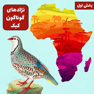 نژادهای گوناگون کبک (بخش اول)