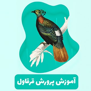 آموزش پرورش قرقاول