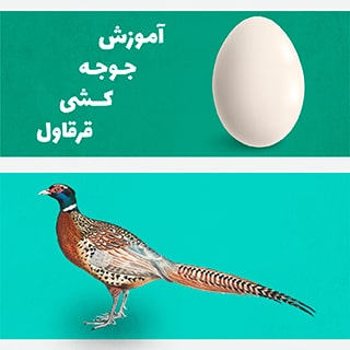 جوجه کشی قرقاول را با اصول و تمام نکات بیاموزید