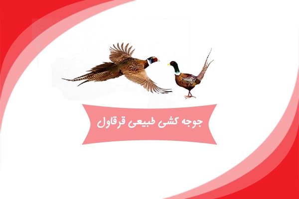 جوجه کشی طبیعی قرقاول