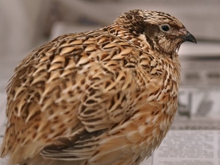 بیماری مارک بلدرچین