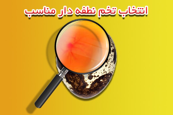 تخم نطفه دار جوجه کشی بلدرچین