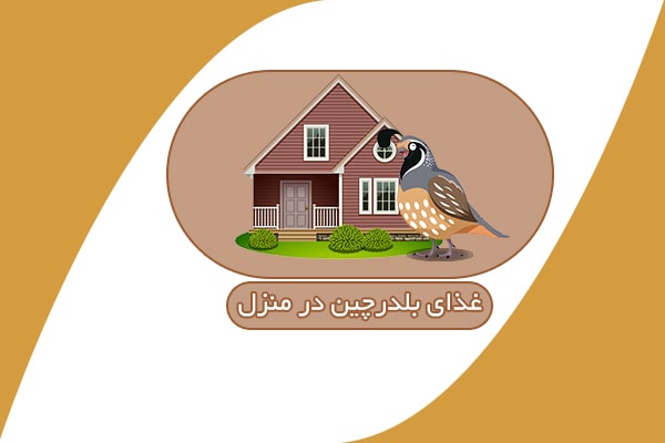 غذای بلدرچین در منزل