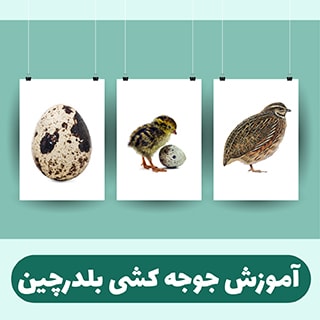 رازهای جوجه کشی بلدرچین