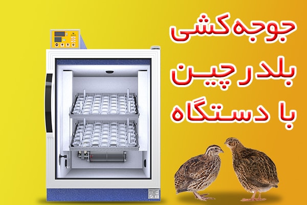 جوجه کشی بلدرچین با دستگاه