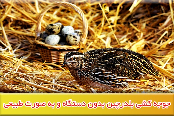 جوجه کشی بلدرچین به صورت طبیعی و بدون دستگاه