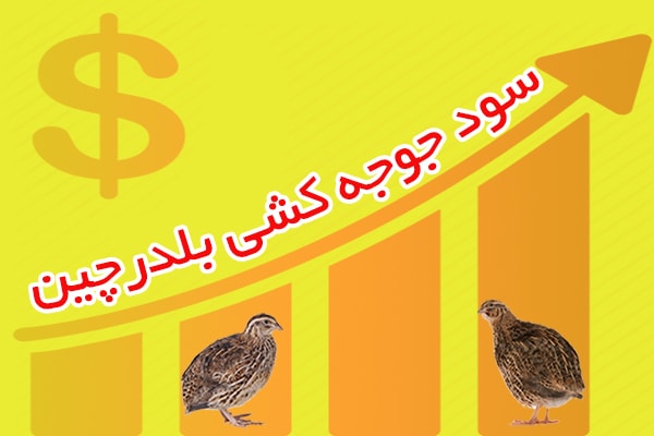 سود جوجه کشی بلدرچین